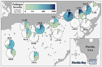 Spatial Patterns of Thalassia testudinum Immune Status and Labyrinthula spp. Load Implicate Environmental Quality and History as Modulators of Defense Strategies and Wasting Disease in Florida Bay, United States